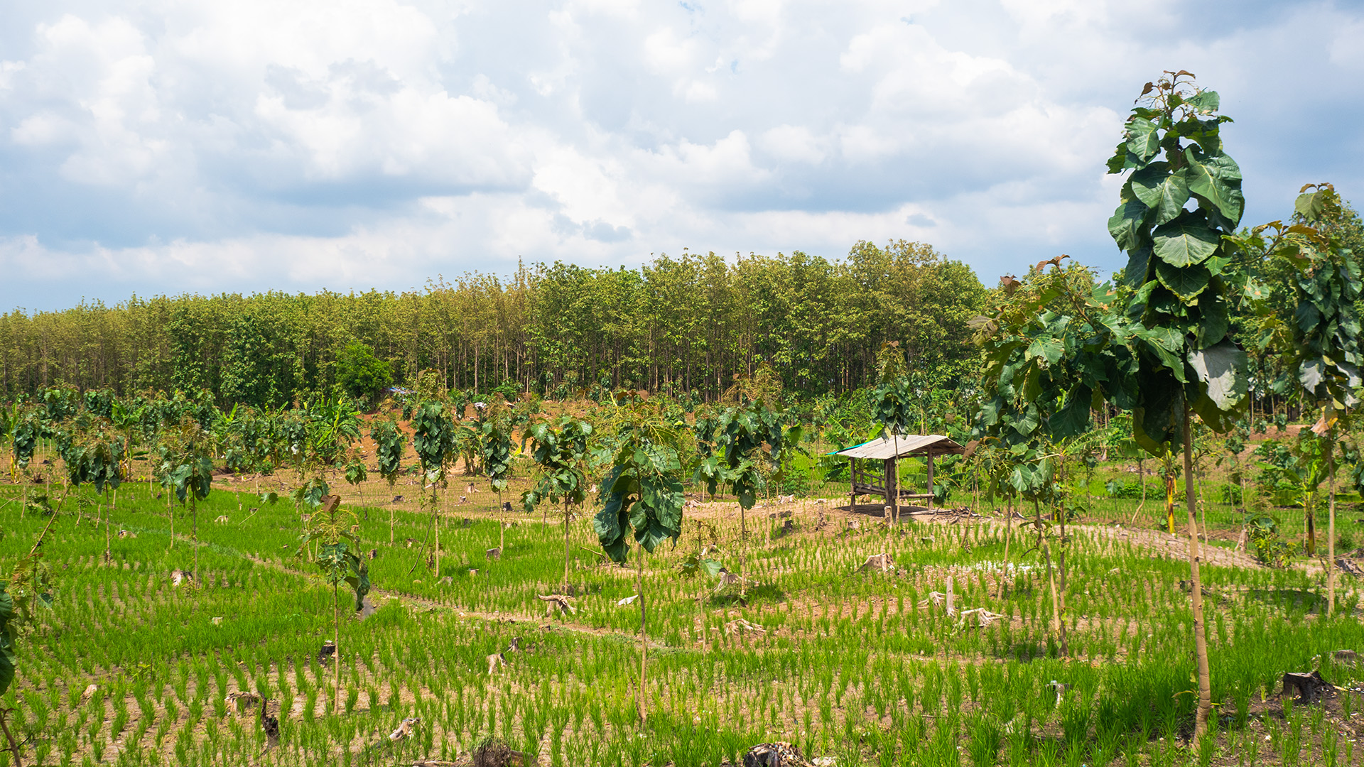 ujungjaya